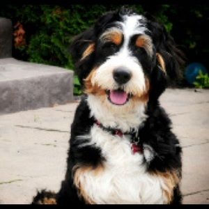 Meet your Posher, Brian